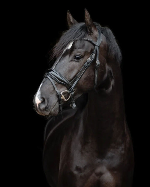 EQUESTRIAN HORSE BLACK/BROWN